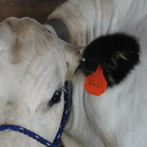 tagged on a cow