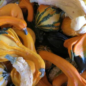 mixed sorts of pumpkins