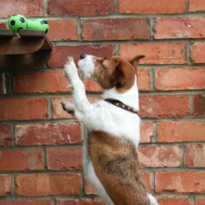 Calling All Ancestors