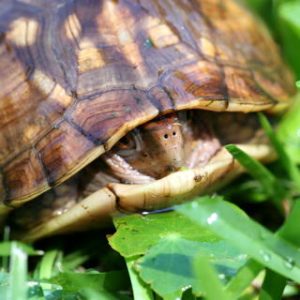 A PHP classic bug